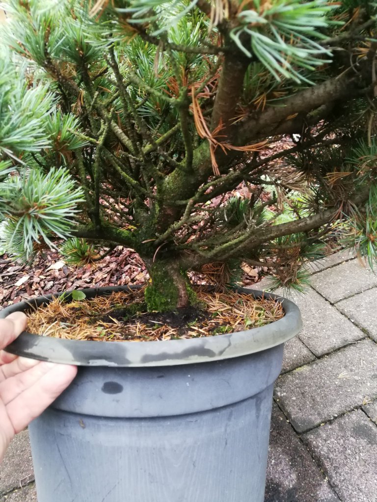 Viele durch Lichtmangel abgestorbene Zweige