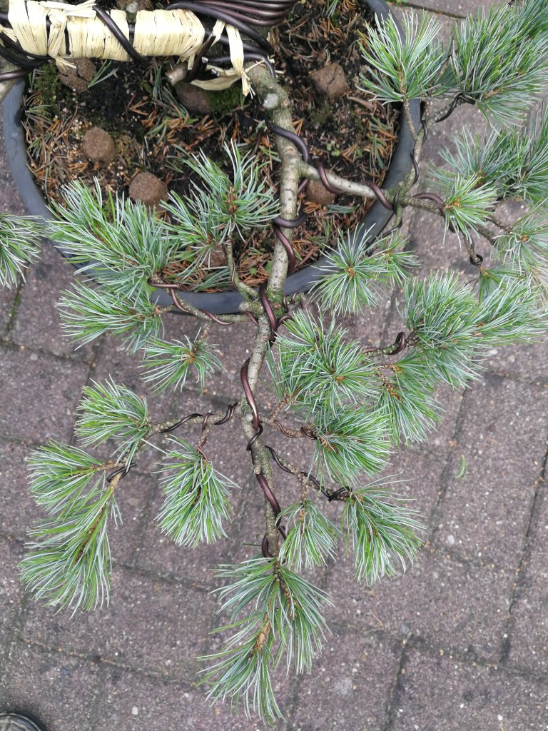 IMG_20200830_161306.jpg