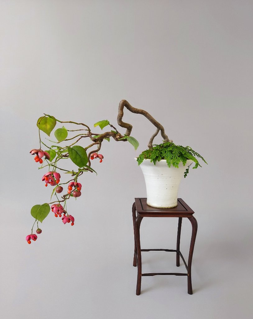 Euonymus latifolius, von Kaori Yamada