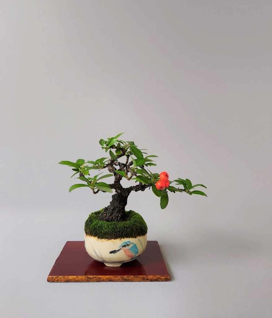 Feuerdorn, Schale Nakamura-Zeko, Höhe 10,5 cm, Stamm 4 cm