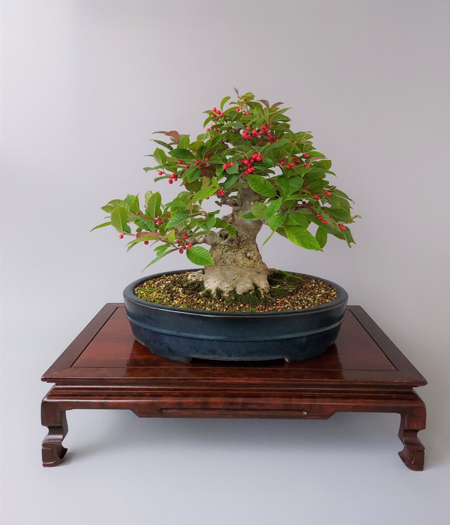 Ilex serrata am 30.09.2020