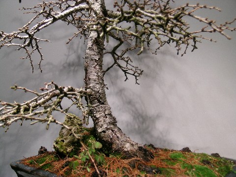 Stammdetail1.jpg