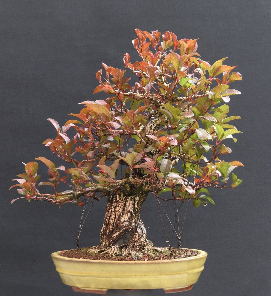 Euonymus 3.10.2020.JPG