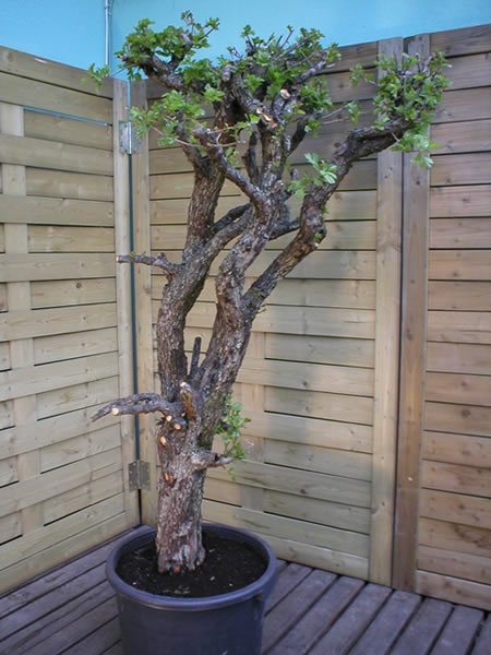 crataegus4.JPG
