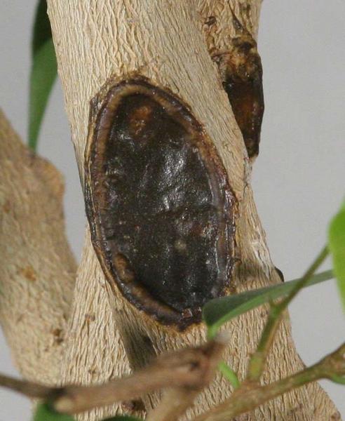 Ficus_Kallus.jpg