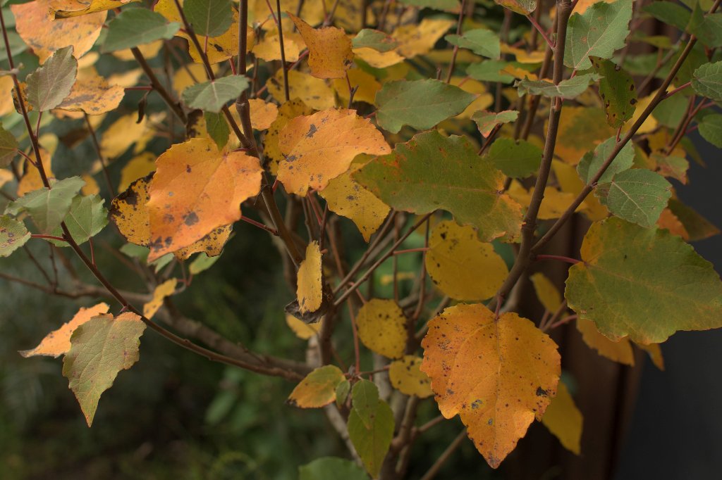 20200929_Laub.jpg