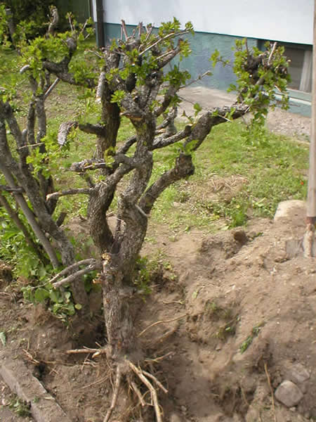 crataegus2.jpg