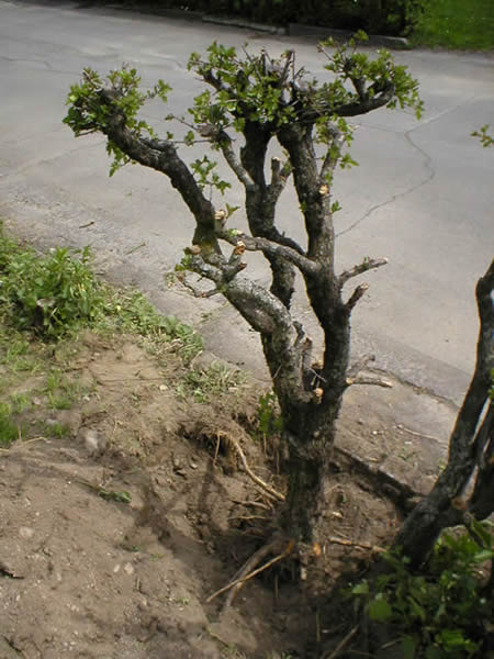 crataegus1.jpg