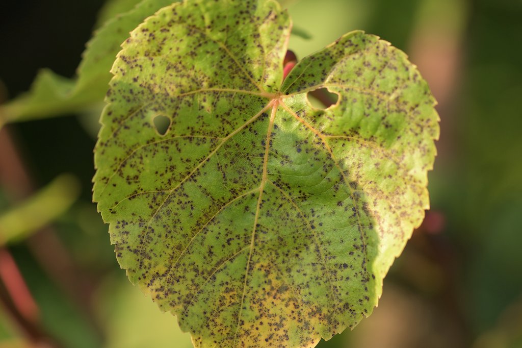 die lindentypischen herbstlichen Blattflecken