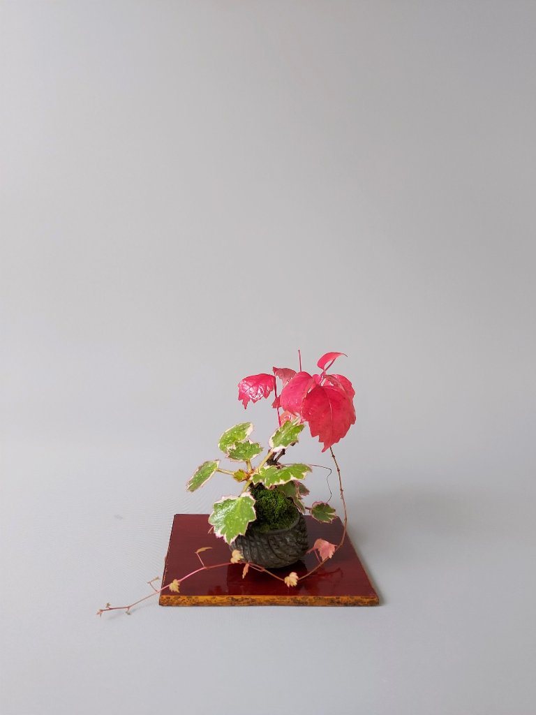 Wilder Wein, Saxifraga tricolor, Schale Masashi