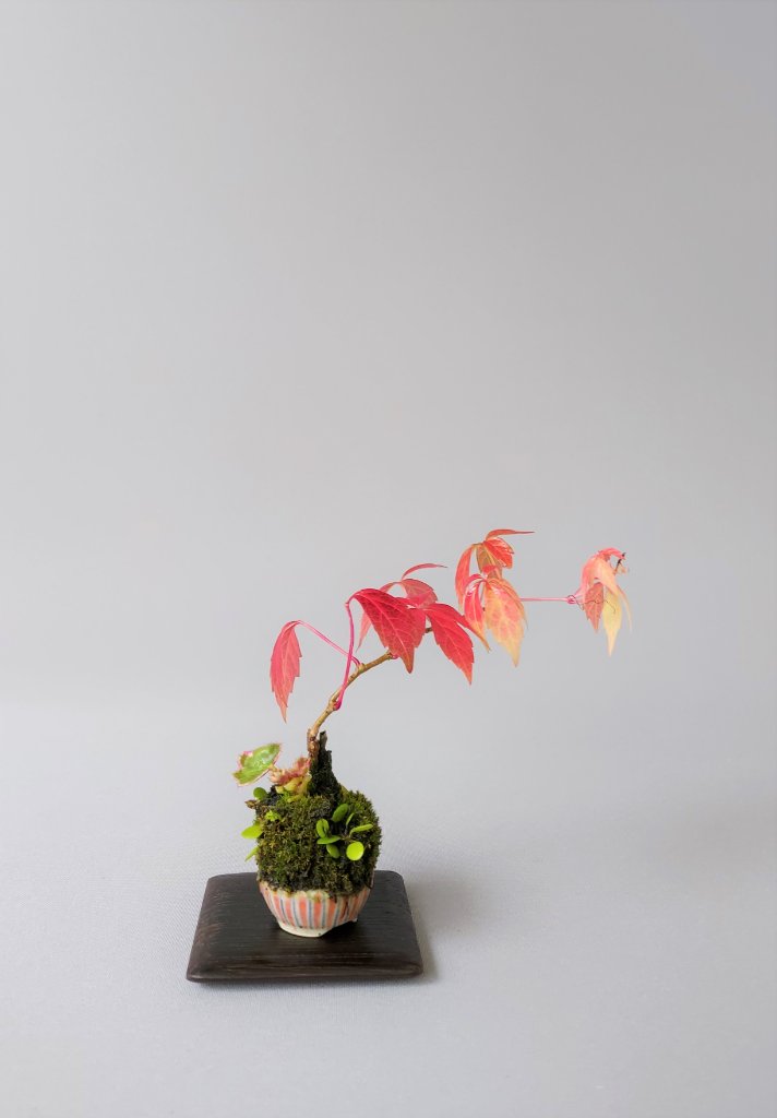 Wilder Wein, Saxifraga tricolor, Pyrrosia, Schale Tokoname