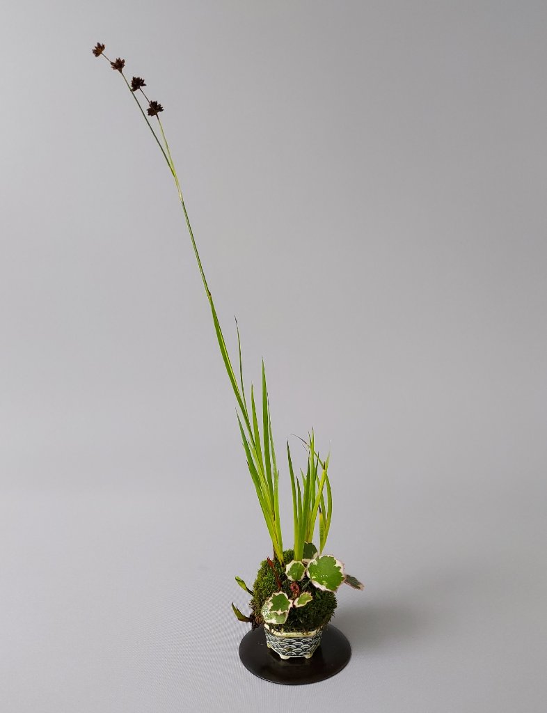 kleiner Igelkolben, Saxifraga tricolor, Pyrrosia - Schale Yuki Shoseki