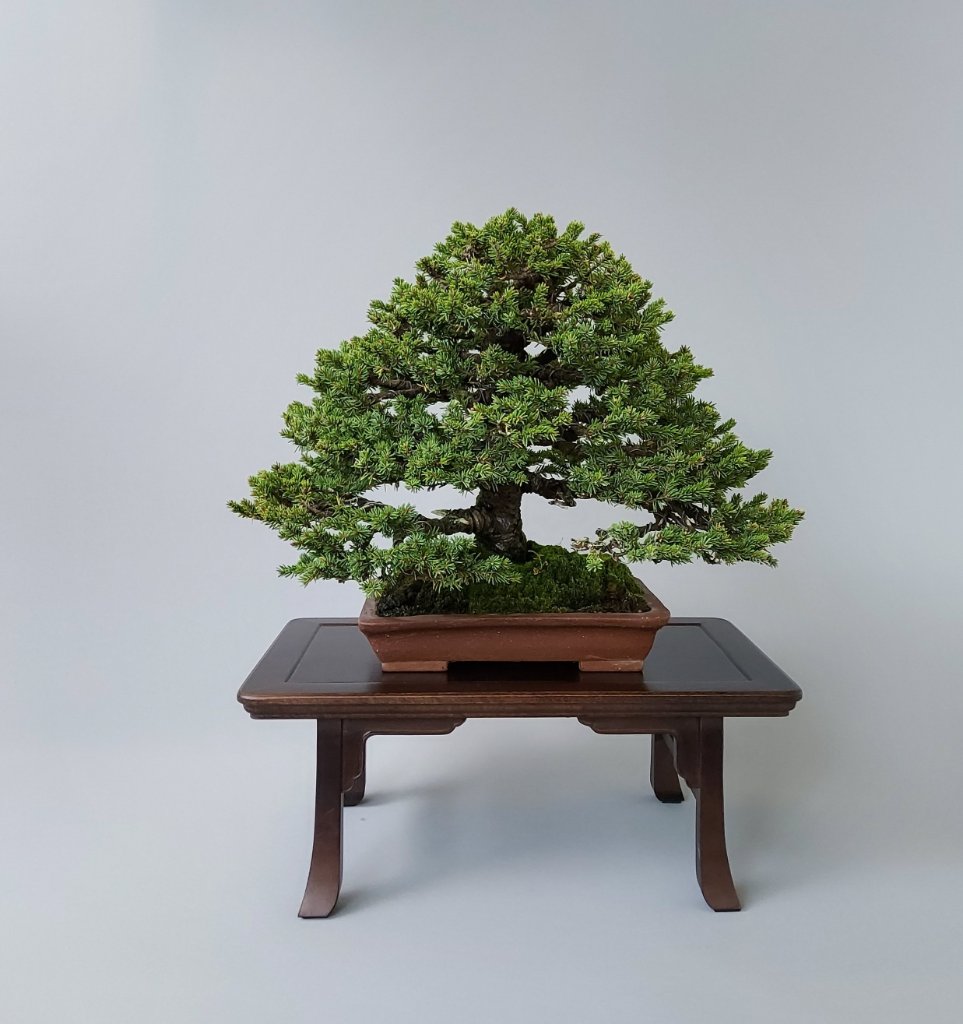 Ajanfichte, Höhe 26 cm - Schale Tokoname Kakuzan