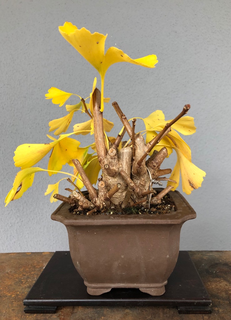 abgemooster Ginkgo am 12. Oktober 2020