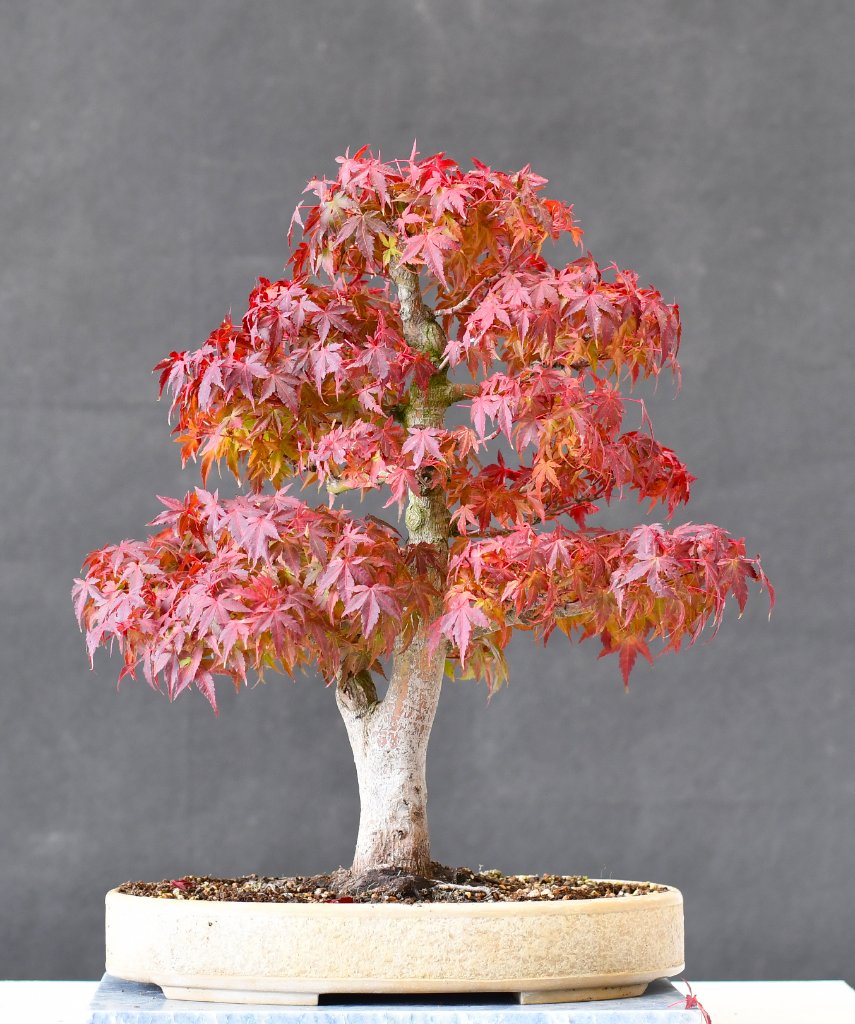 Palmatum 10/20