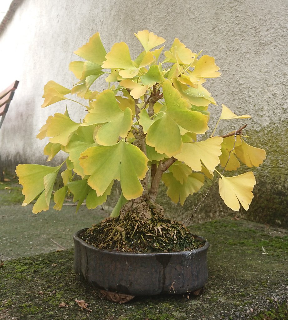 Gingko im aktuellen Herbst