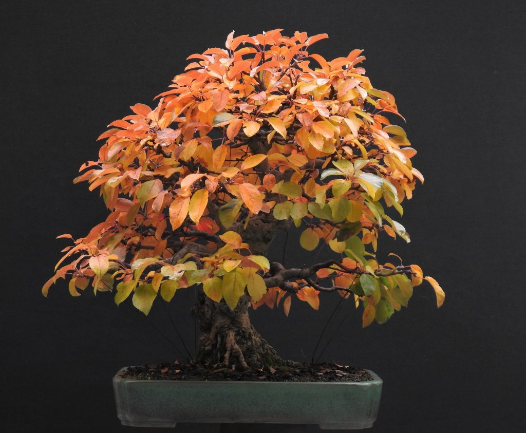 Malus  15.10.2020.JPG
