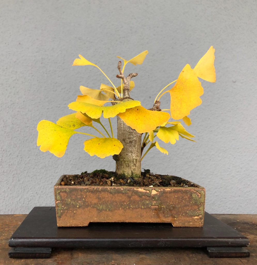 12. Okt 2020:  Ginkgo Nr. 1