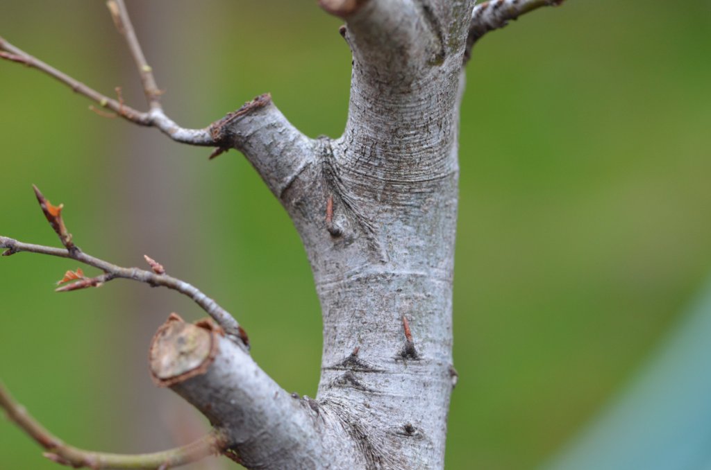 Viele Knospen überall verteilt
