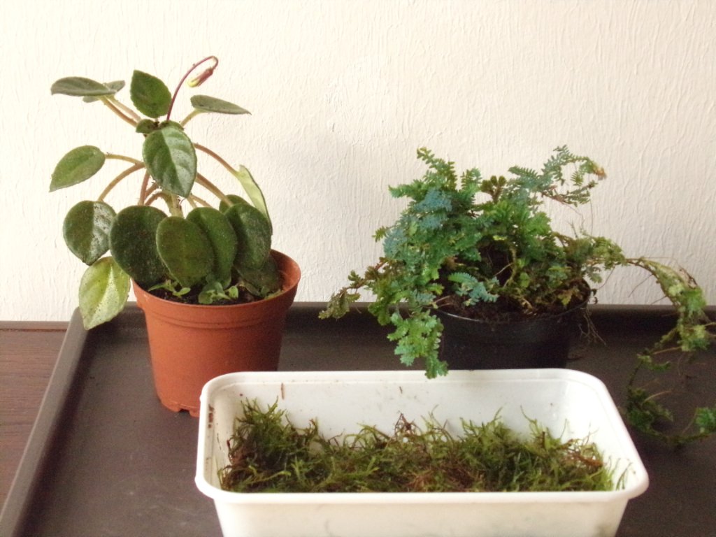 Orchidee, Selaginella, Javamoos.jpg