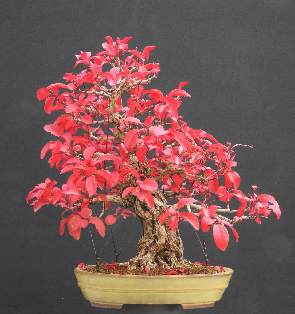 Euonymus 24.10.2020.JPG