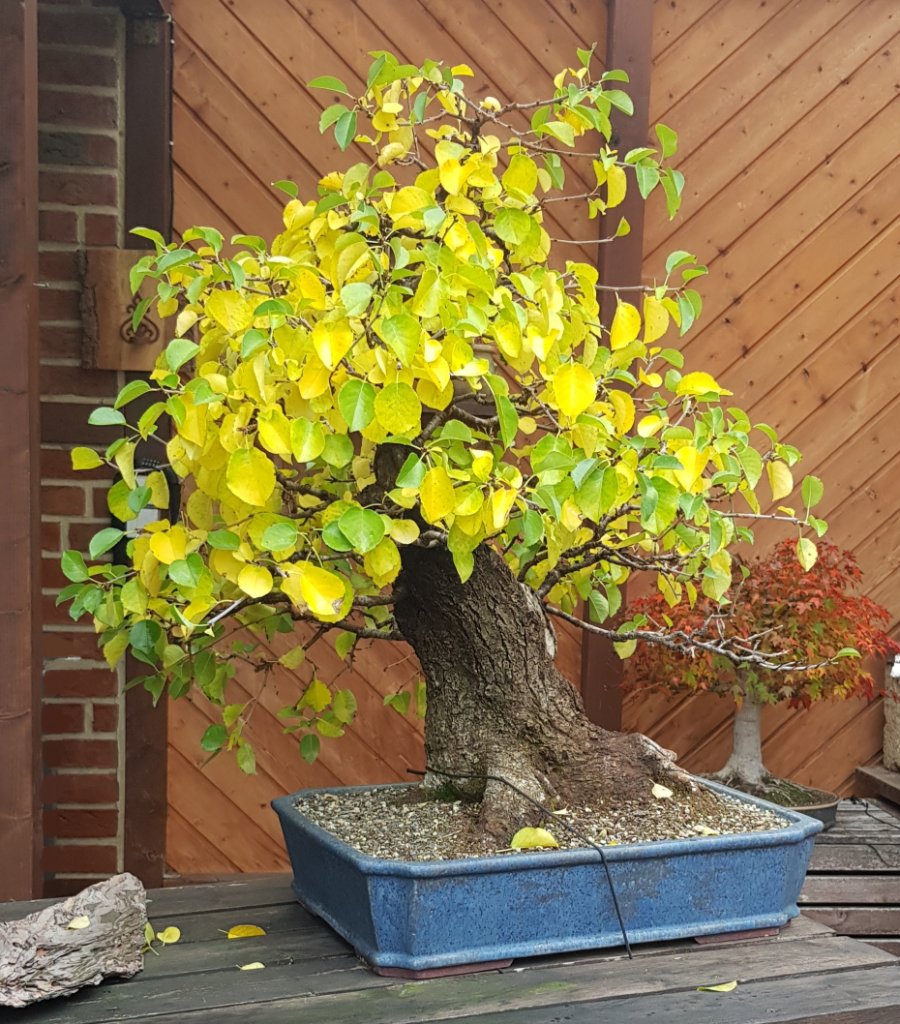 Prunus Mahaleb