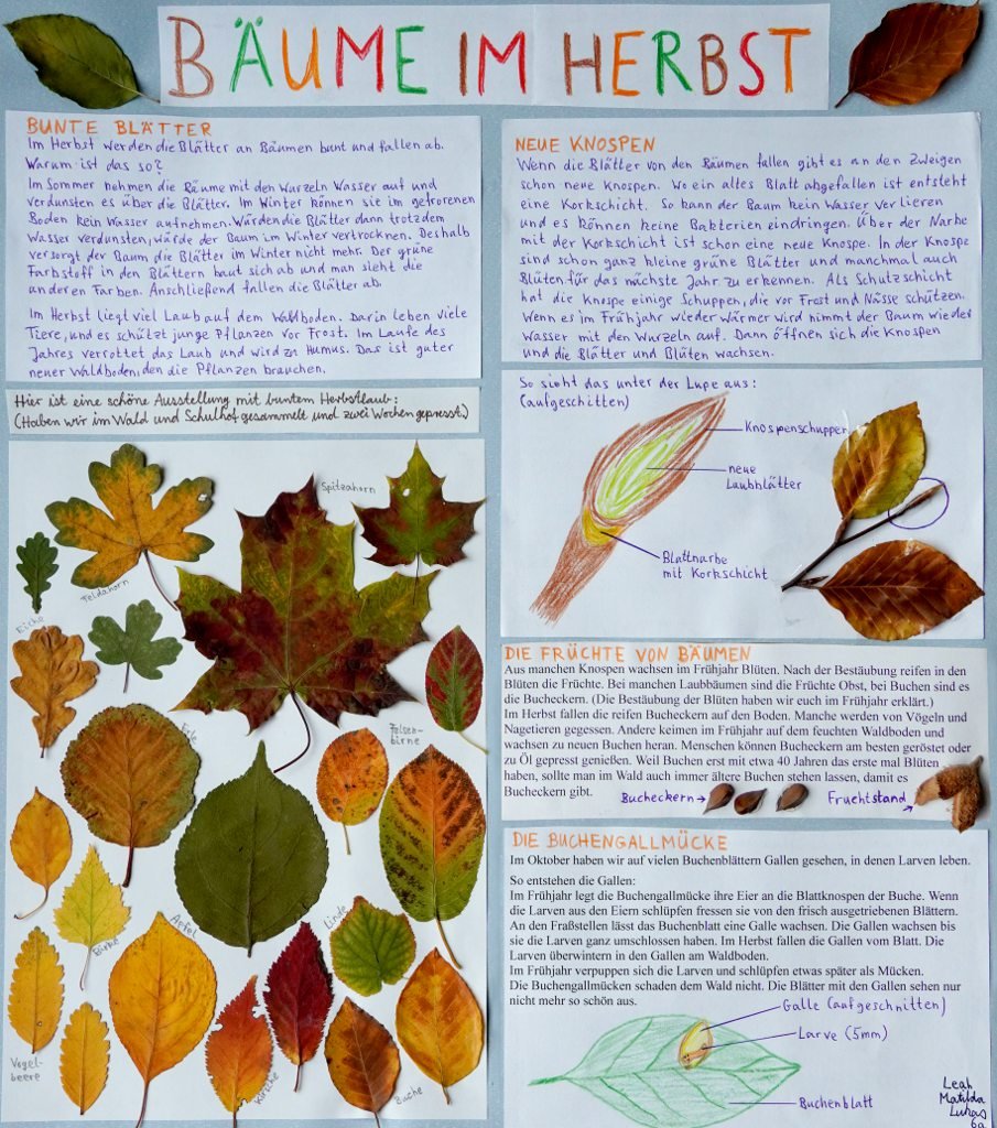 baeume-im-herbst_.jpg