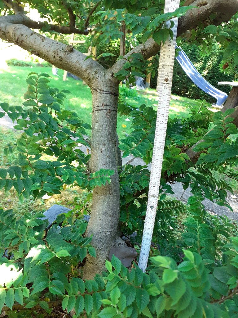 unten, bei der 10 cm Marke war der abgebrochene Ast