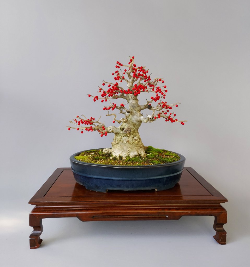 Ilex serrata 02.11.2020