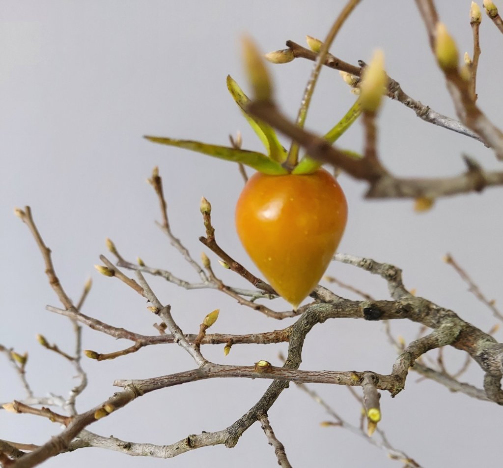 Kaki Frucht
