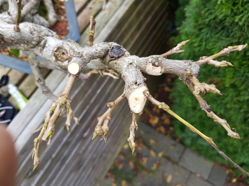 20201110_114914.jpg