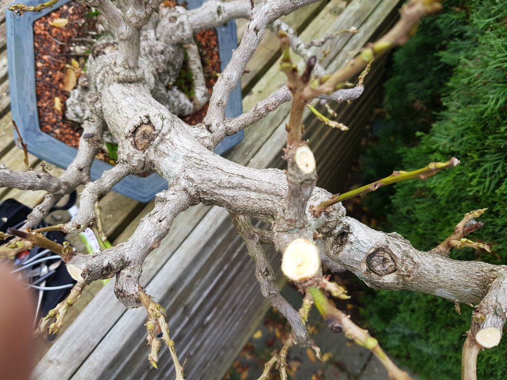 20201110_114924.jpg