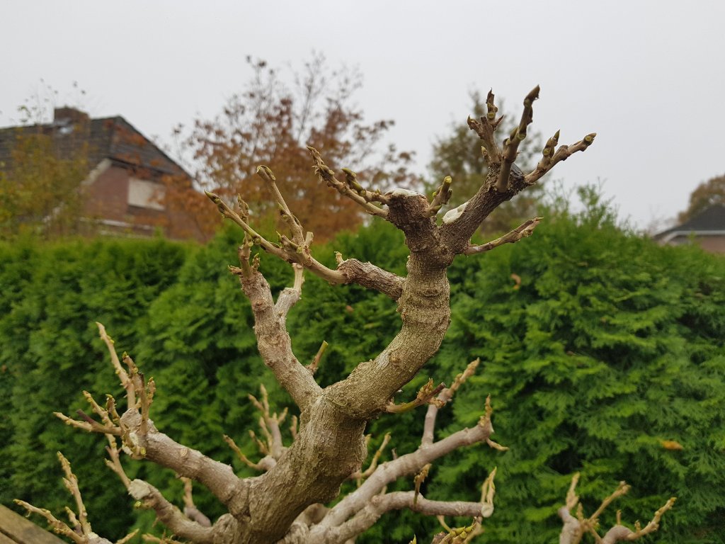 20201110_120950.jpg