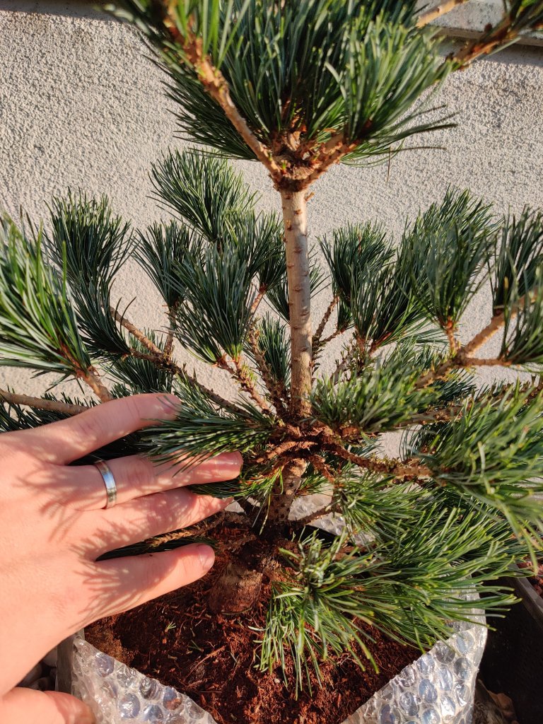 IMG_20201110_091356.jpg