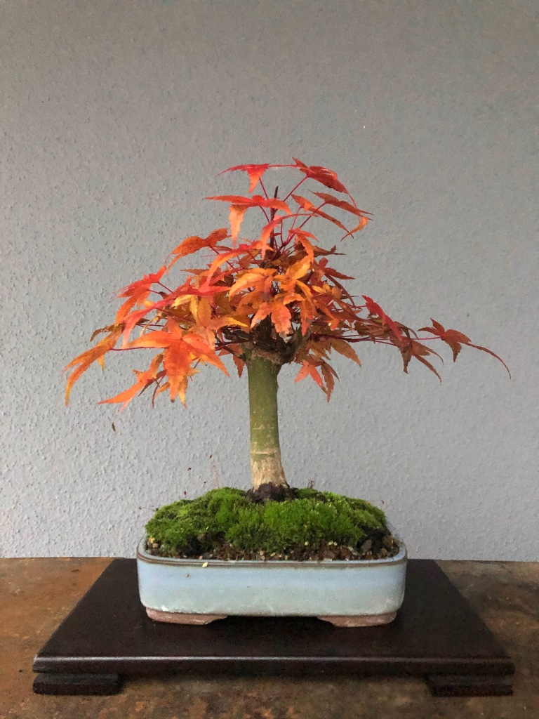 15. Nov 2020
