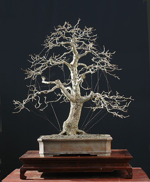 Stieleche, Quercus robur, 60 cm hoch