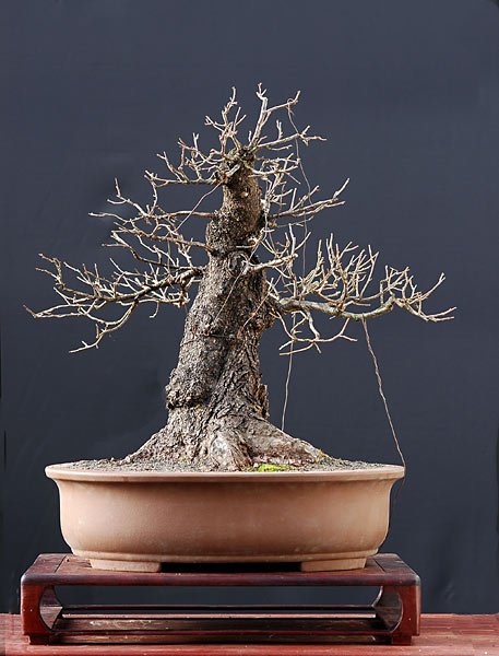 Wildweichsel, Prunus mahaleb, 50 cm hoch