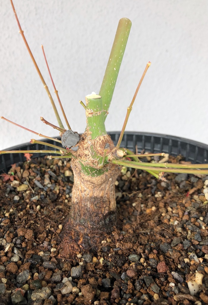 3: denkbare Front mit guter Verjüngung. Nachdem eine Hauptwurzel direkt nach vorne kommt wäre vermutlich erneutes Abmoosen nötig. Ein künftiger Ahorn in Mamegröße hätte seinen Reiz...