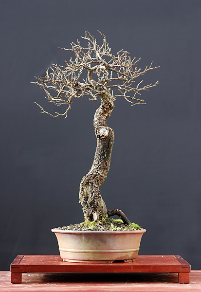 Schwarzdorn, 45 cm hoch