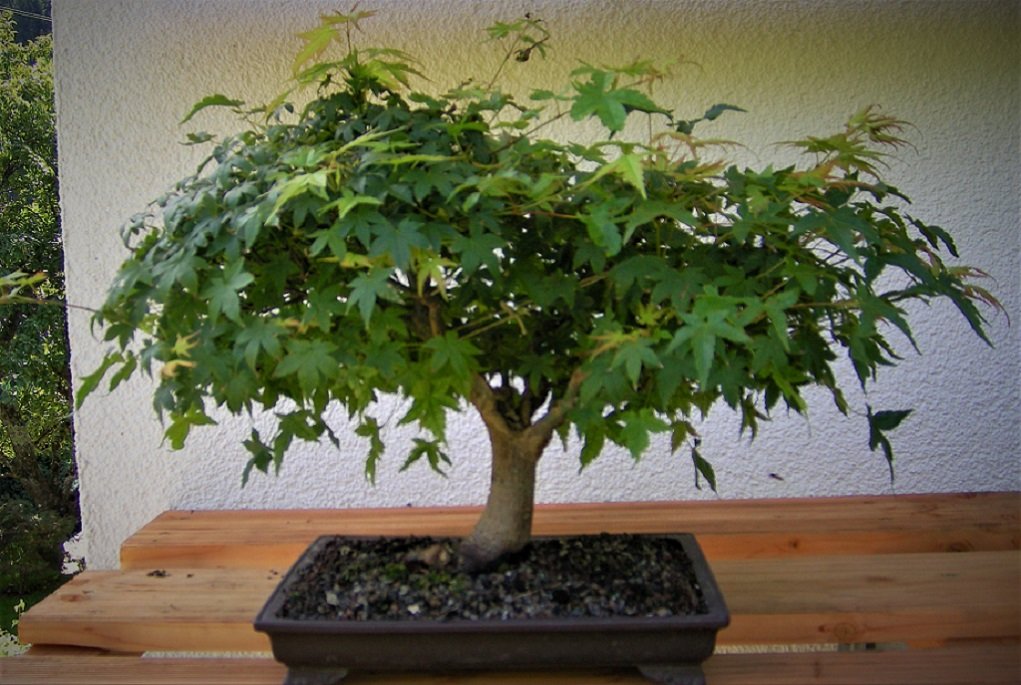 So sah der Baum im ersten Jahr bei mir aus.