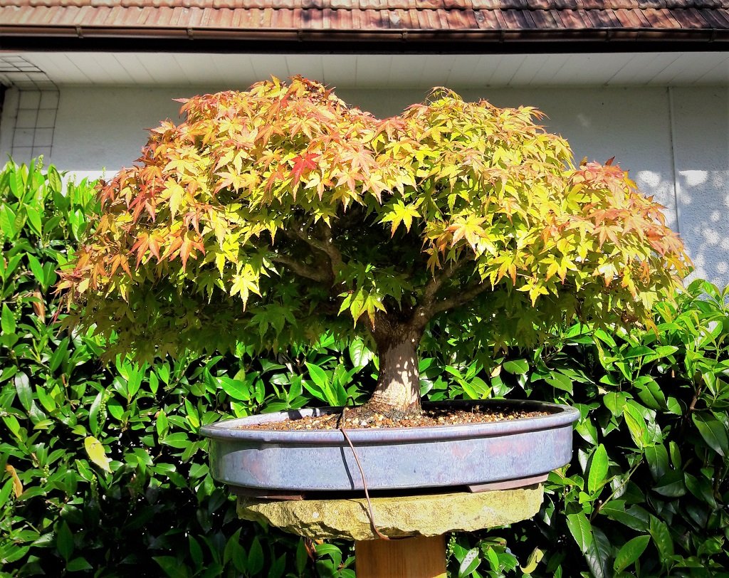 Ich glaube der Baum hat sich wieder Erholt von seinen Strapazen, auch die durch meine Unwissenheit hinzugefügten.