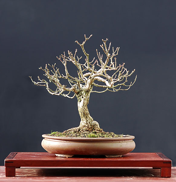 Europäisches Pfaffenhütchen, 30 cm hoch