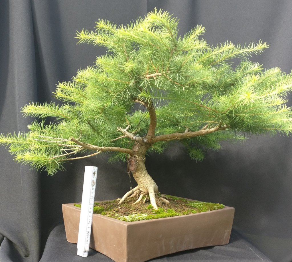 Larix-3-2020-08-29-01.jpg