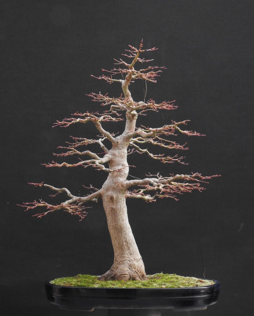 Palmatum 25.10.2020.JPG
