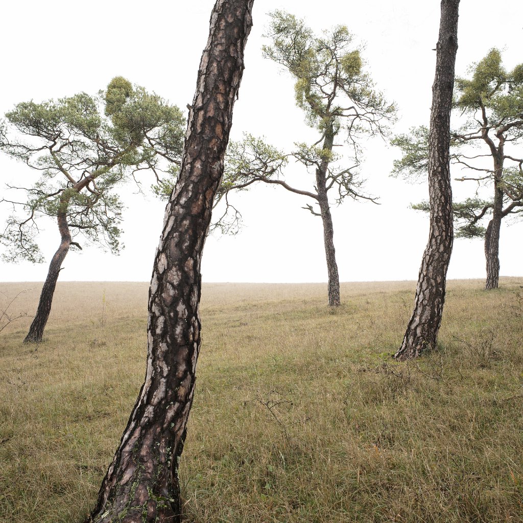 L1008370-2.jpg