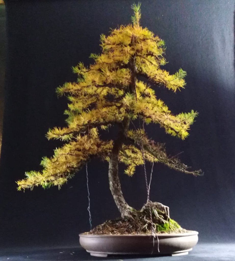 Larix Wurzelkralle