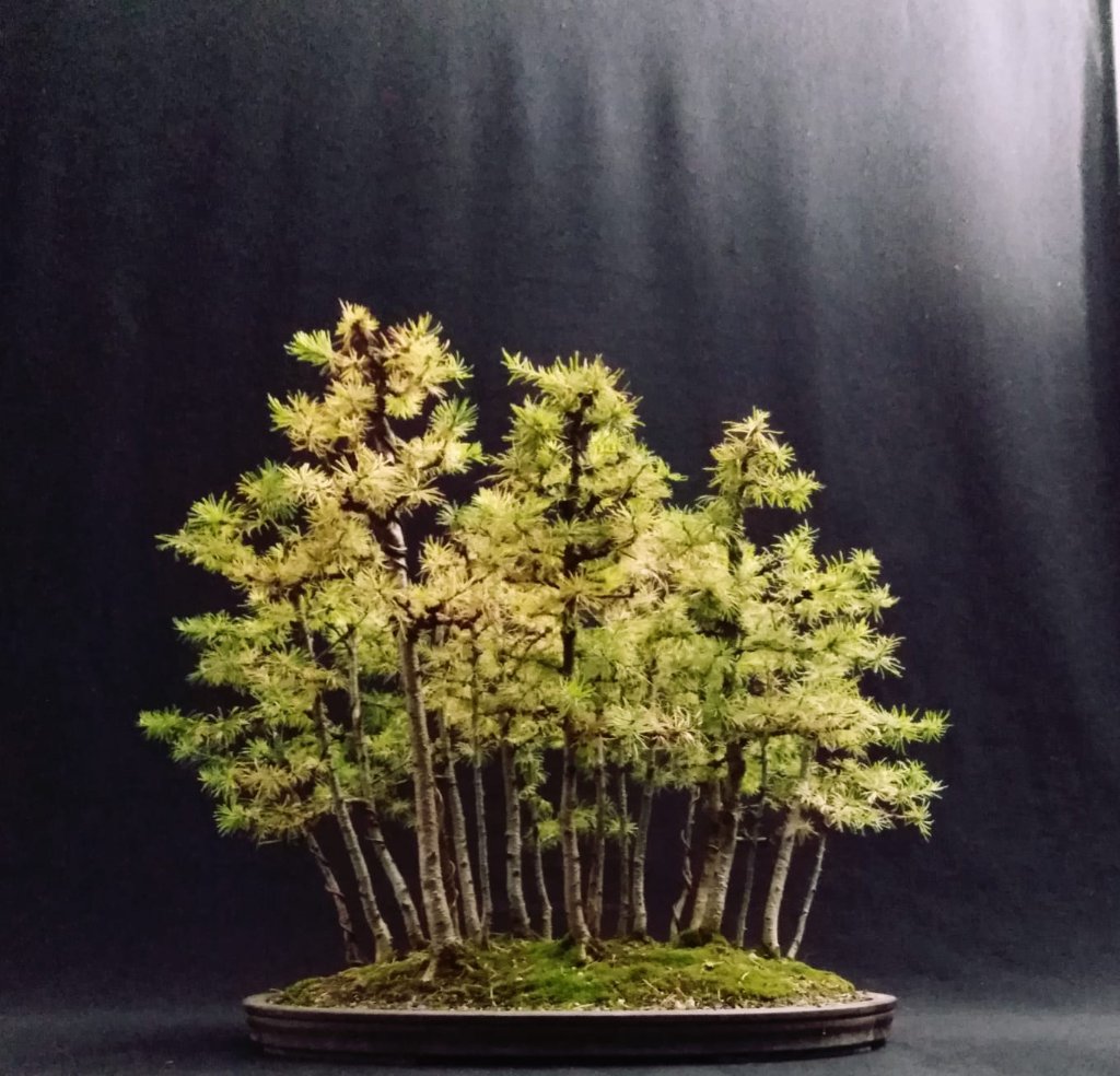 Larix Waldläufer