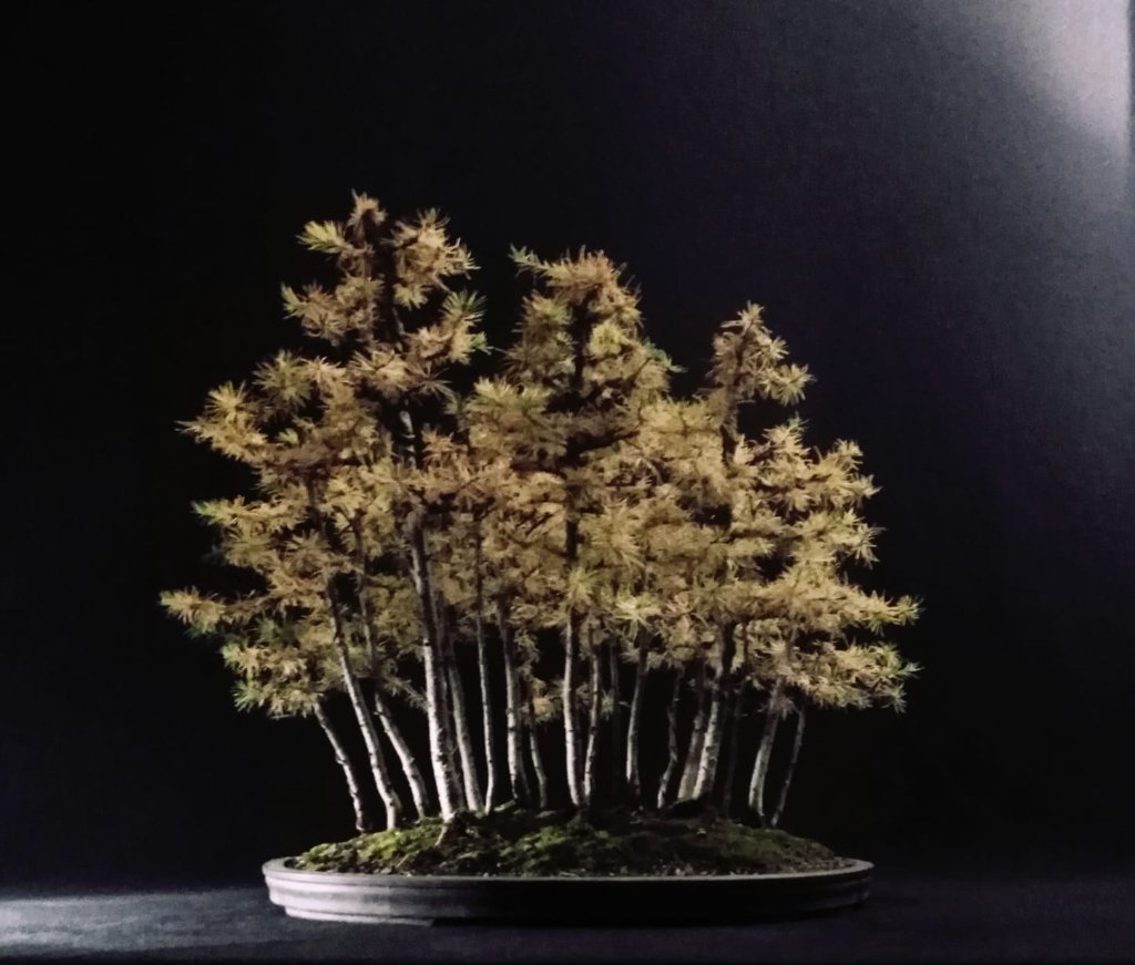 Larix Waldläufer