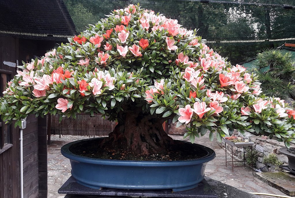In Blüte Mai 2019