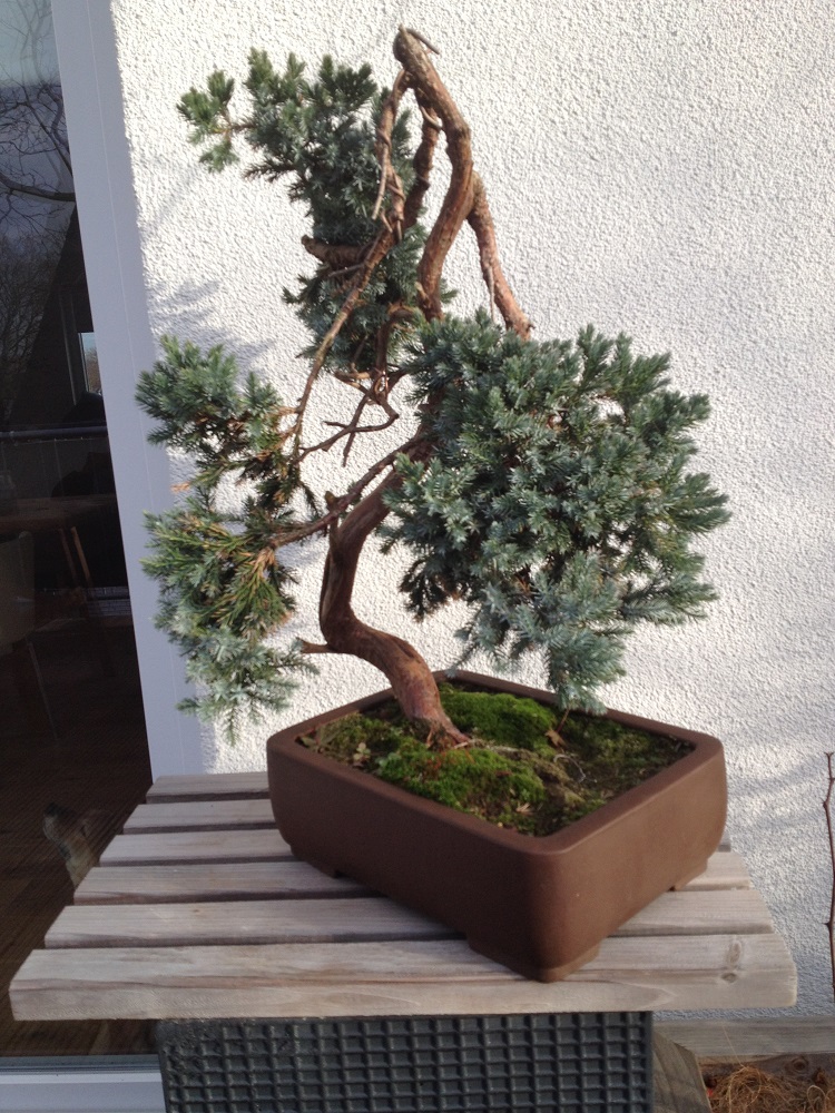 der Baum